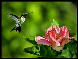 Hibiskus, Koliber, Kwiat